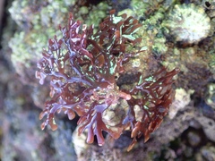 Ahnfeltiopsis devoniensis