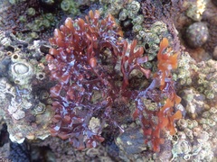 Ahnfeltiopsis devoniensis