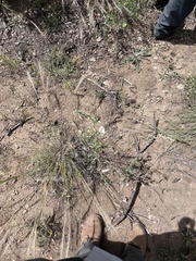 Chenopodium pratericola