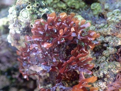 Ahnfeltiopsis devoniensis