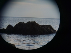 Arctocephalus australis