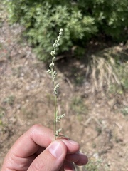 Chenopodium pratericola