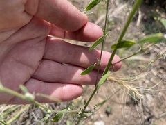 Chenopodium pratericola