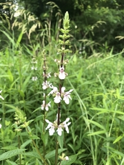 Stachys aspera