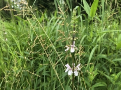 Stachys aspera