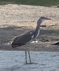 Ardea cinerea