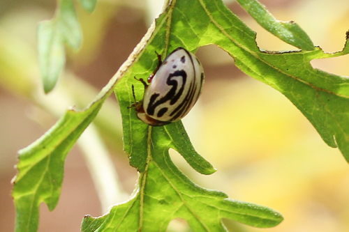 Parthenium beetle photo 3