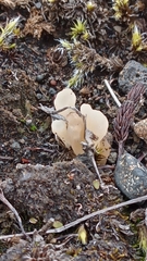 Multiclavula corynoides