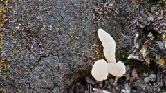 Multiclavula corynoides