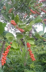 Citharexylum ellipticum