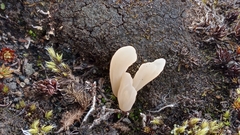 Multiclavula corynoides