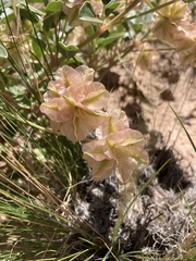 Tripterocalyx carneus