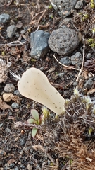 Multiclavula corynoides