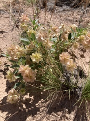 Tripterocalyx carneus