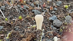 Multiclavula corynoides