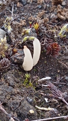 Multiclavula corynoides