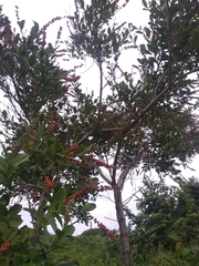 Citharexylum ellipticum