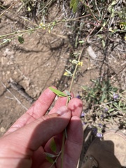 Chenopodium pratericola