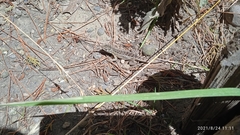 Stenocercus guentheri