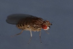 Drosophila busckii