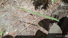 Stenocercus guentheri