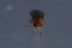 Drosophila busckii