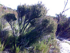 Erica hispidula hispidula