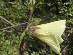 Hibiscus diversifolius diversifolius