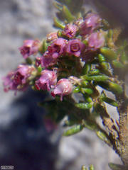 Erica hispidula hispidula