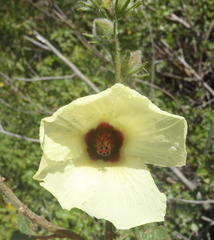 Hibiscus diversifolius diversifolius