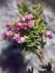 Erica hispidula hispidula