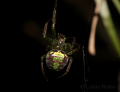 Araneus unanimus