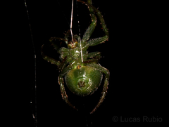 Araneus unanimus