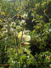 Hibiscus diversifolius diversifolius