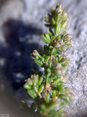 Erica hispidula hispidula