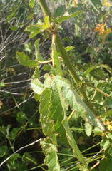 Hibiscus diversifolius diversifolius