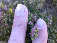 Erica hispidula hispidula