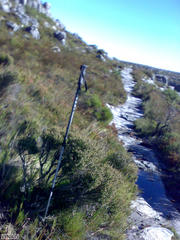 Erica hispidula hispidula