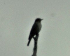 Muscicapa striata