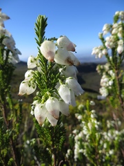 Erica physodes