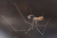 Pholcidae