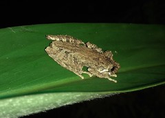 Scinax carnevallii