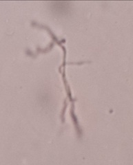 Anthophysa