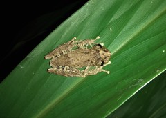 Scinax carnevallii