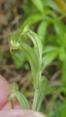 Habenaria arenaria