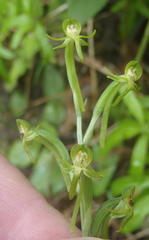 Habenaria arenaria