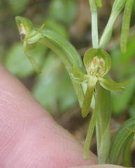 Habenaria arenaria