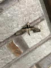 Adhemarius eurysthenes