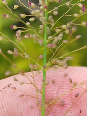 Dichanthelium erectifolium image