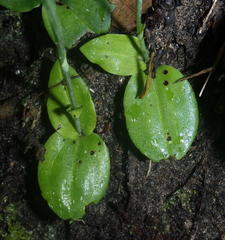 Habenaria arenaria
